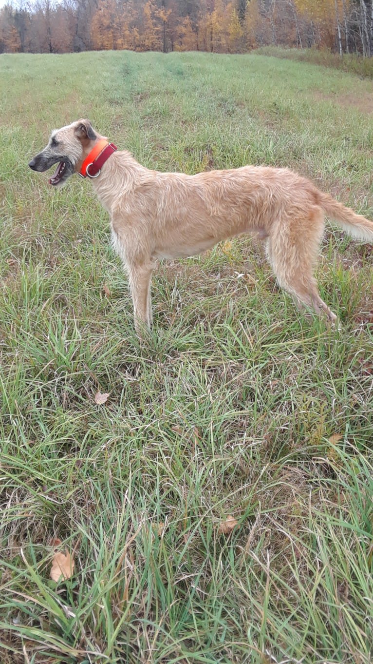 Janus, a Greyhound and Scottish Deerhound mix tested with EmbarkVet.com