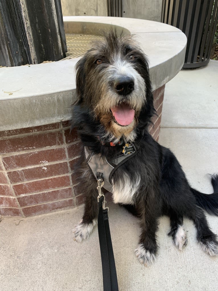 Charlie, an Old English Sheepdog and Labrador Retriever mix tested with EmbarkVet.com