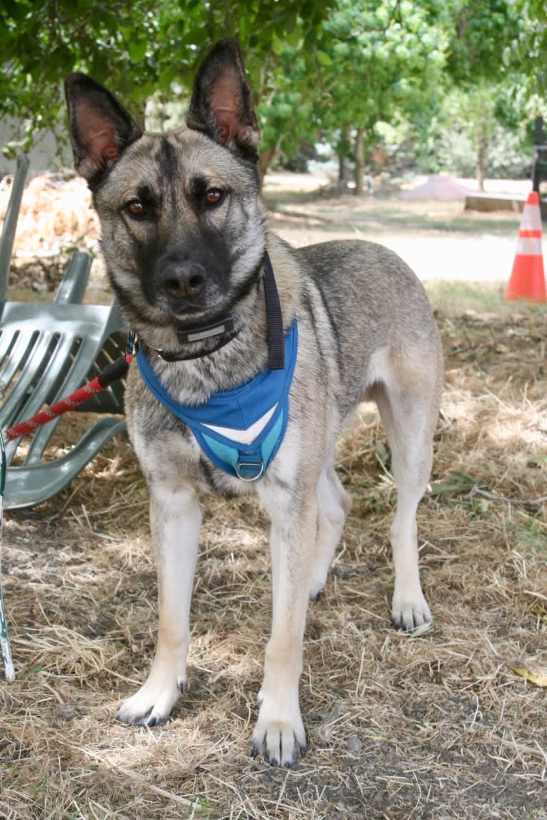 Embark Dog DNA Test Grey Wind gallery