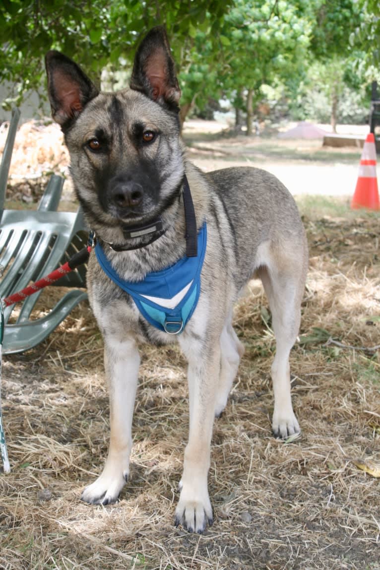 Grey Wind, a Belgian Malinois and German Shepherd Dog mix tested with EmbarkVet.com