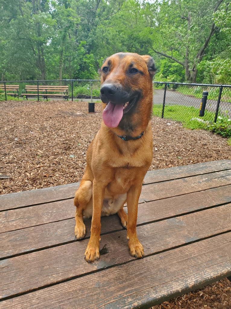 Vito, a Dutch Shepherd and Belgian Malinois mix tested with EmbarkVet.com