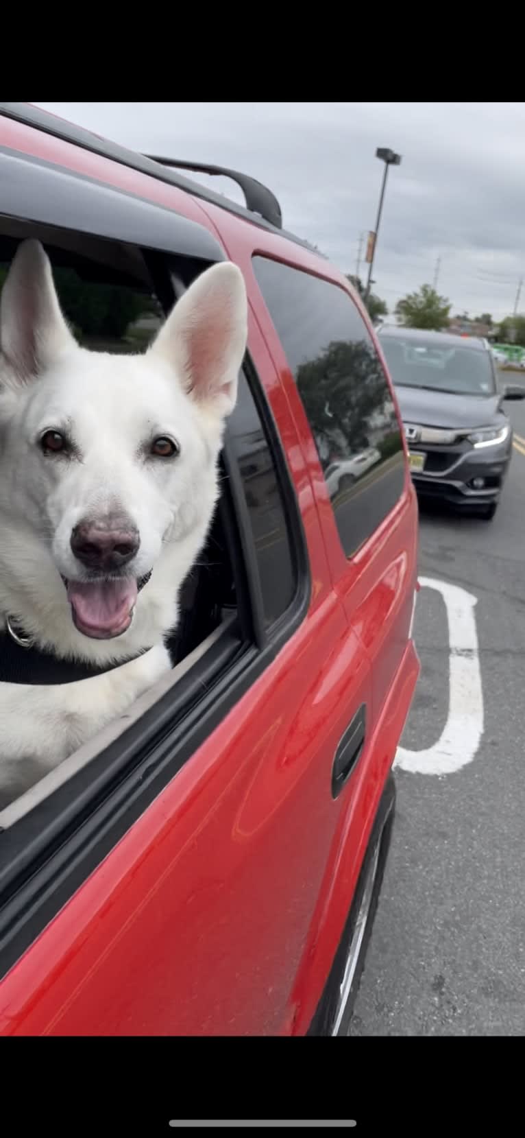 Angel, a White Shepherd tested with EmbarkVet.com