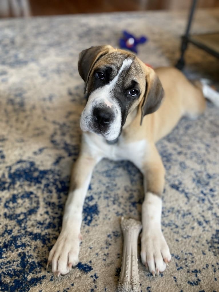 Whiskey Roux, an American Pit Bull Terrier and Bloodhound mix tested with EmbarkVet.com