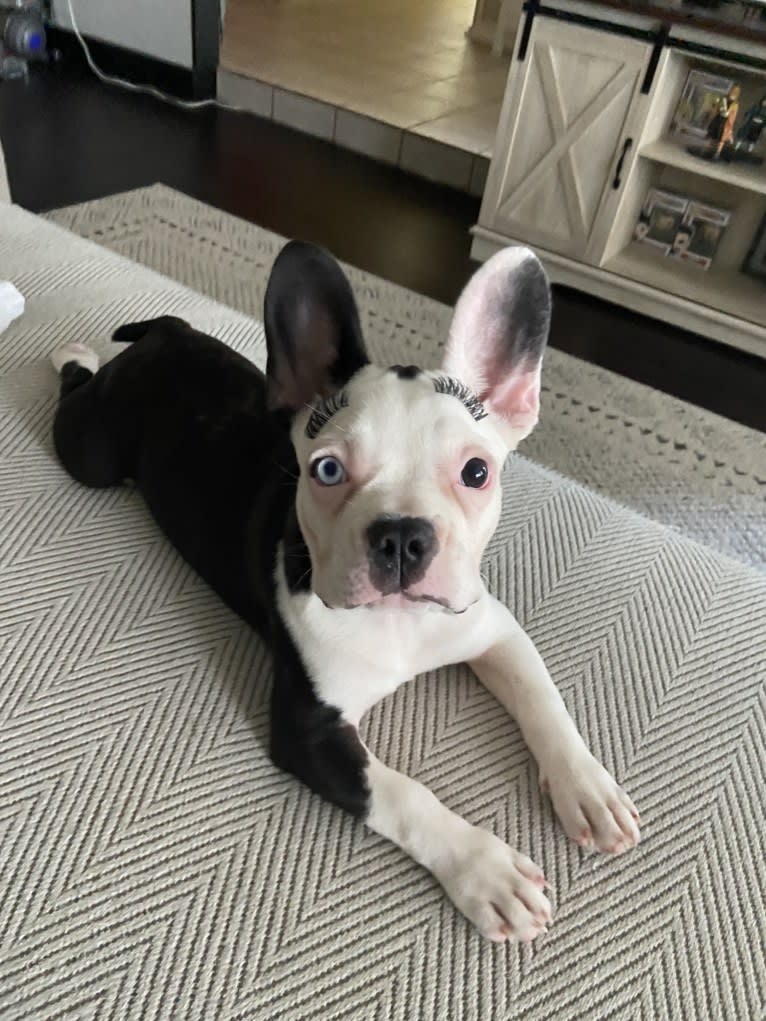 Luna, a French Bulldog and Boston Terrier mix tested with EmbarkVet.com