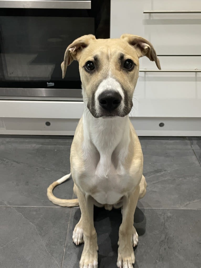 Sebastian, a Greyhound and American Pit Bull Terrier mix tested with EmbarkVet.com