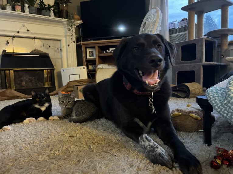 Guinness, a Labrador Retriever and Australian Cattle Dog mix tested with EmbarkVet.com