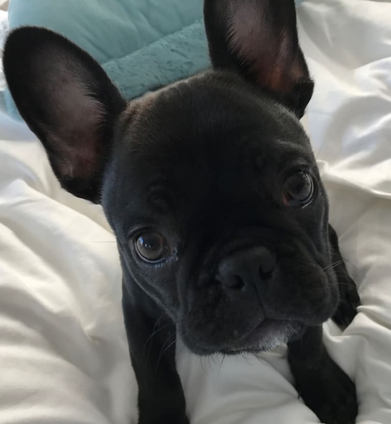 Hudson, a French Bulldog (7.5% unresolved) tested with EmbarkVet.com