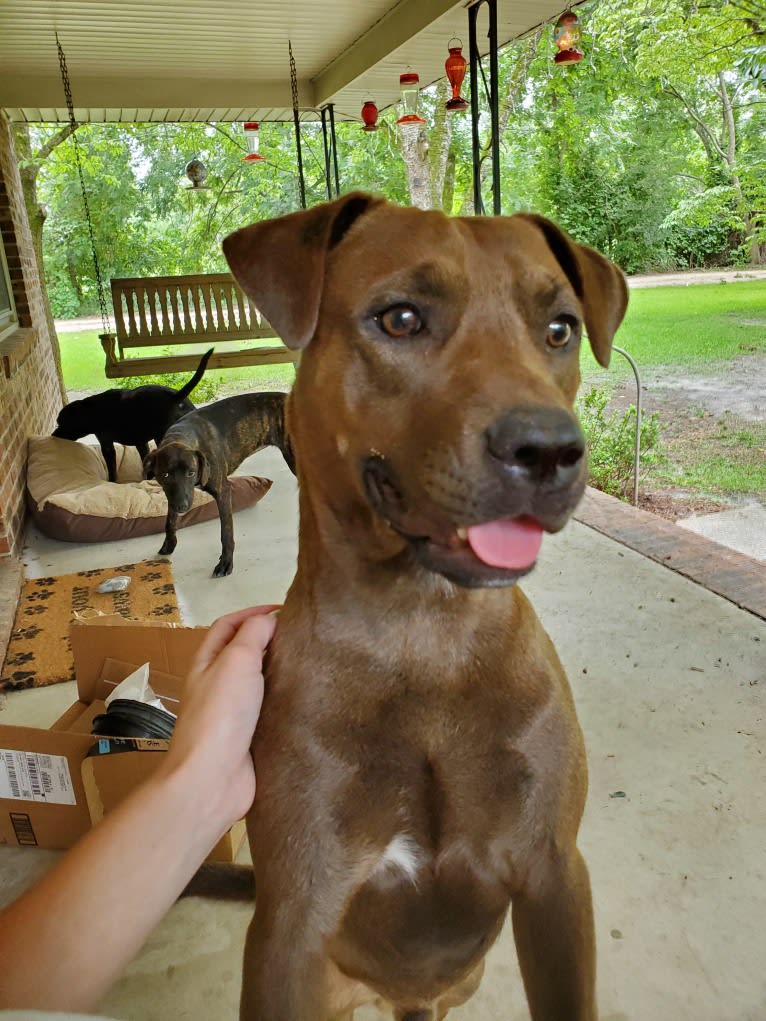 Vixen, an American Pit Bull Terrier and Chow Chow mix tested with EmbarkVet.com