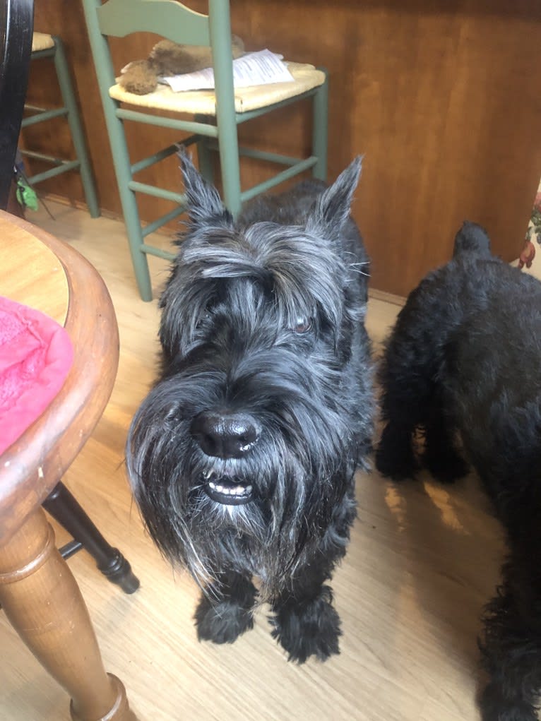 Seamus, a Standard Schnauzer tested with EmbarkVet.com