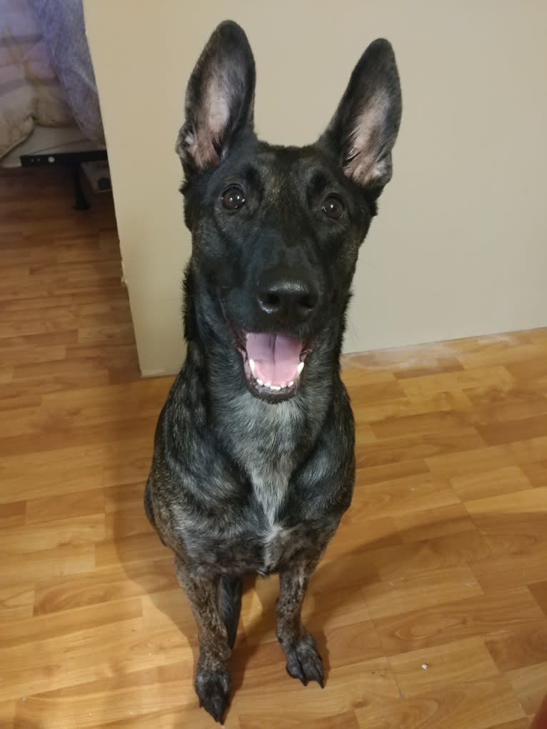 Mako, a Dutch Shepherd tested with EmbarkVet.com