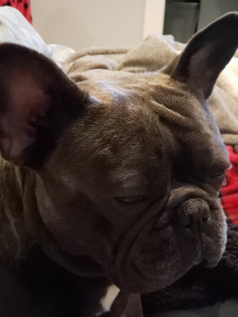 Diesel D, a French Bulldog tested with EmbarkVet.com