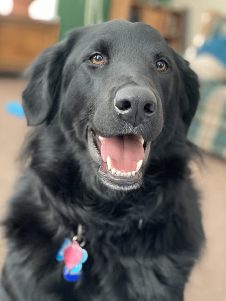 Care Bear Ross, a Labrador Retriever and Australian Cattle Dog mix tested with EmbarkVet.com