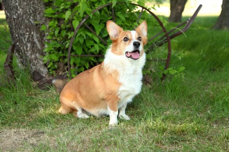 Wizard, a Pembroke Welsh Corgi and Border Collie mix tested with EmbarkVet.com