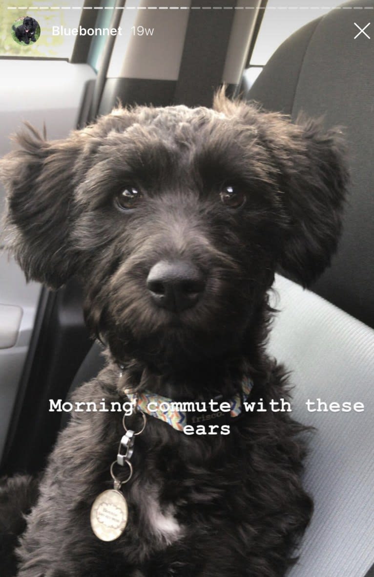 Bluebonnet, a Poodle (Small) and American Pit Bull Terrier mix tested with EmbarkVet.com