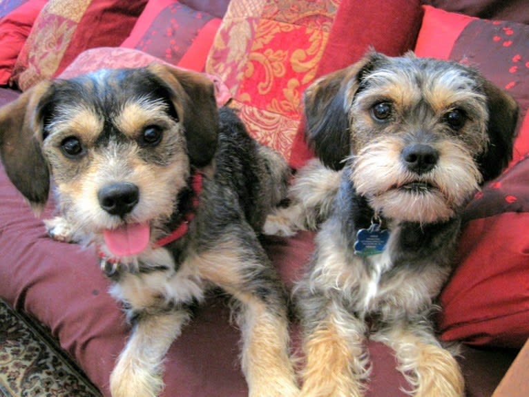 Iggy Pup, a Cavalier King Charles Spaniel and Miniature Schnauzer mix tested with EmbarkVet.com