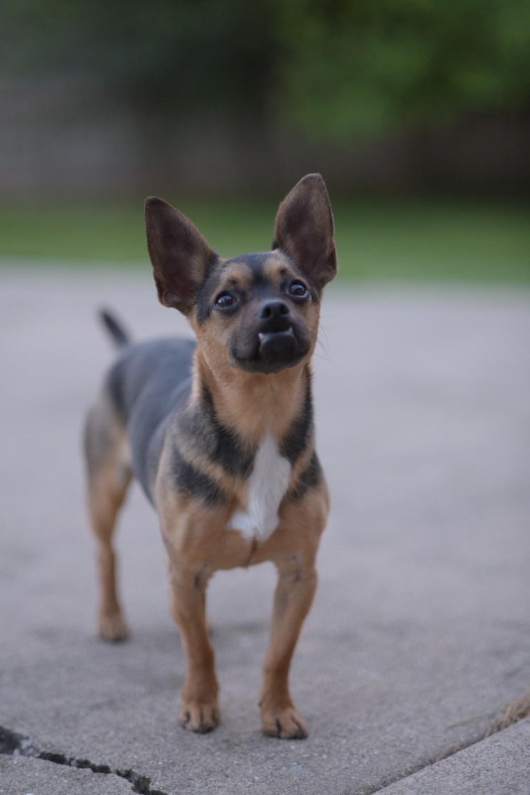 Radar, a Chihuahua and Poodle (Small) mix tested with EmbarkVet.com