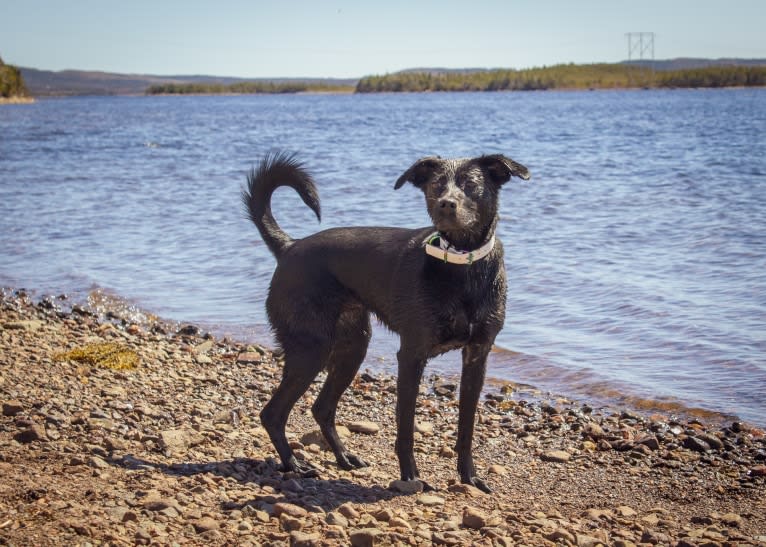 Cinder, a Newfoundland and Labrador Retriever mix tested with EmbarkVet.com