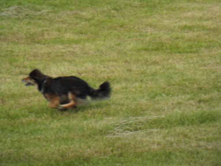 Leon, an European Village Dog tested with EmbarkVet.com