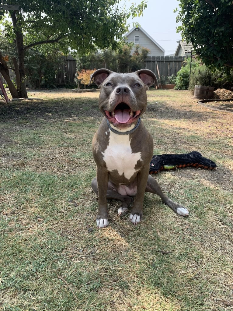 Indigo, an American Bully tested with EmbarkVet.com