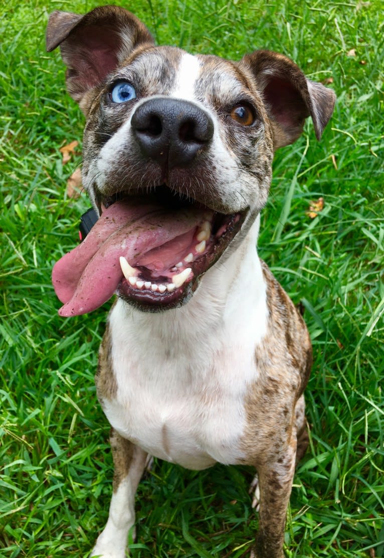 Hammer, a Boston Terrier and Australian Cattle Dog mix tested with EmbarkVet.com