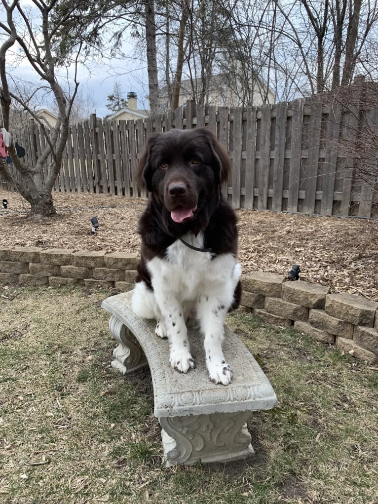 Mia, a Newfoundland tested with EmbarkVet.com