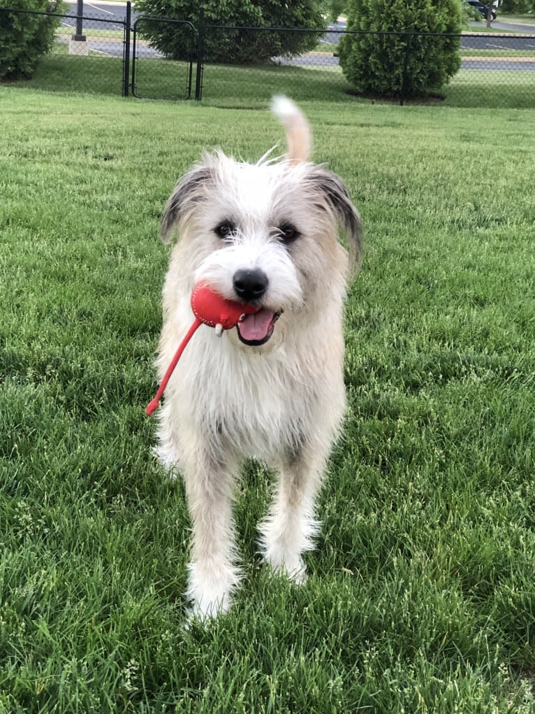 Lucy, an American Pit Bull Terrier and Great Pyrenees mix tested with EmbarkVet.com