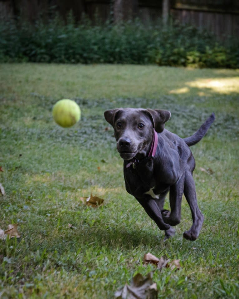 Sophie, a Labrador Retriever and American Pit Bull Terrier mix tested with EmbarkVet.com