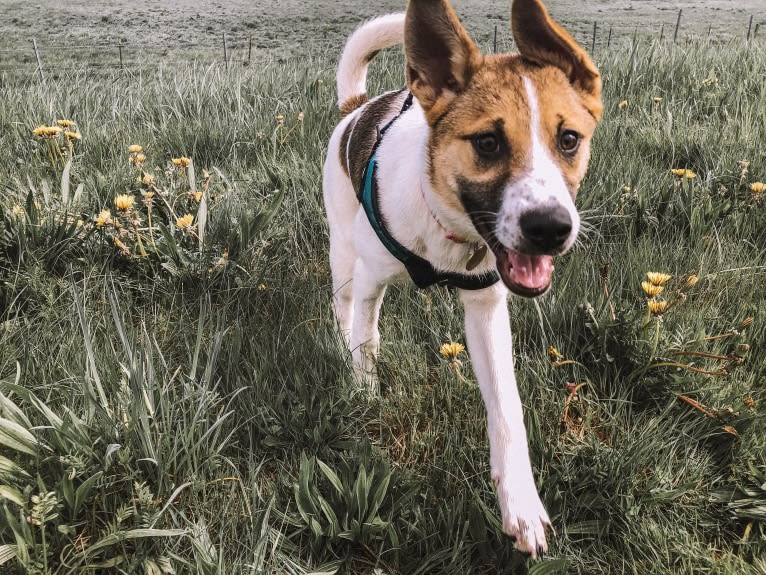 Dot, an Akita and Border Collie mix tested with EmbarkVet.com