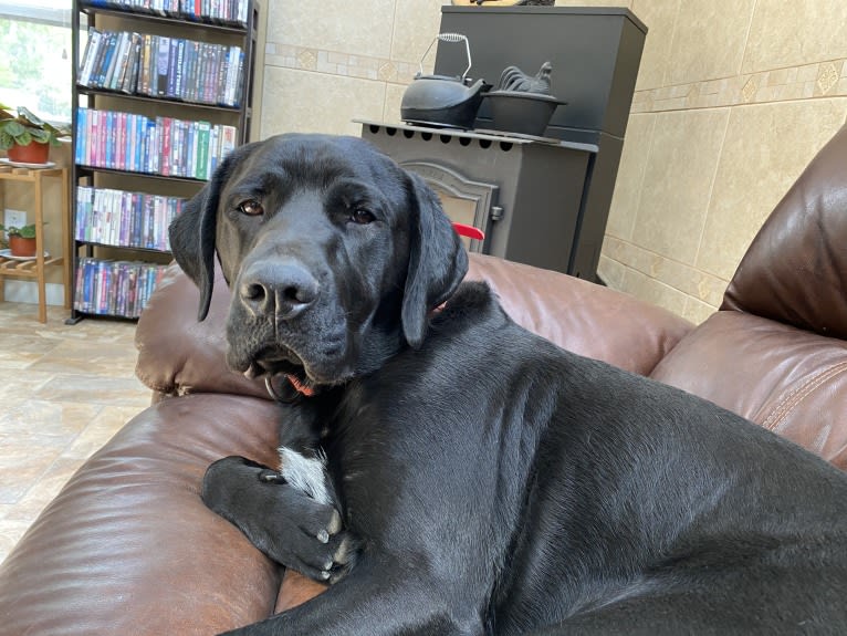 Trump, a German Shorthaired Pointer and Maremma Sheepdog mix tested with EmbarkVet.com