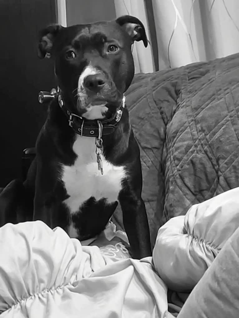 Luna, an American Pit Bull Terrier tested with EmbarkVet.com
