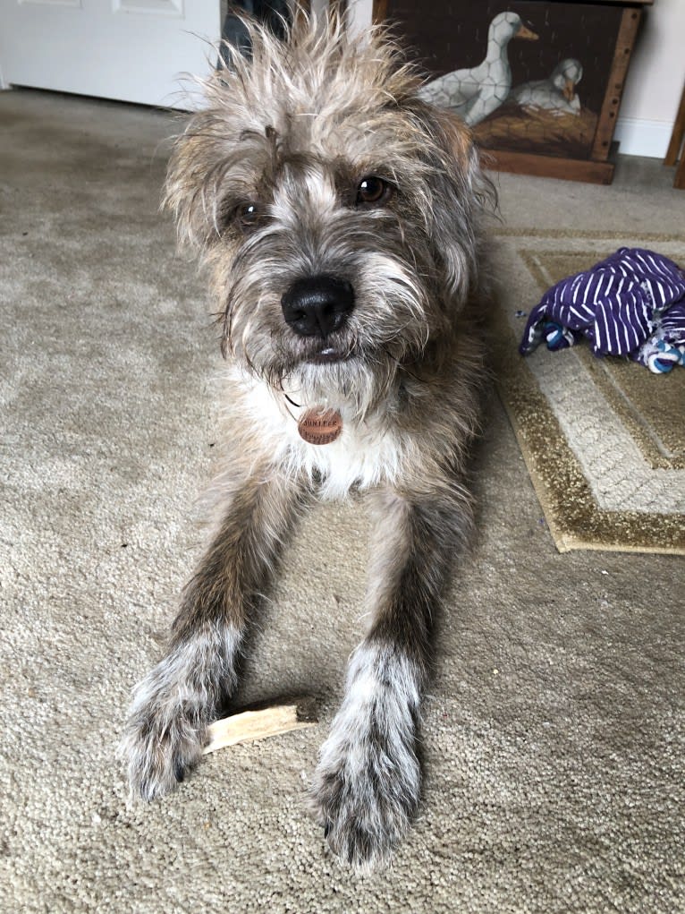 Juniper, an American Pit Bull Terrier and Australian Cattle Dog mix tested with EmbarkVet.com