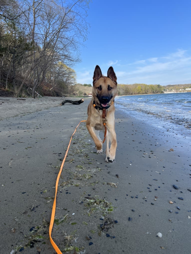 Everhett, a German Shepherd Dog and Australian Cattle Dog mix tested with EmbarkVet.com