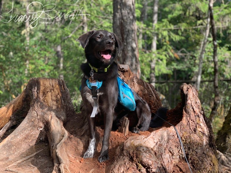 Guinness, a Labrador Retriever and Australian Cattle Dog mix tested with EmbarkVet.com