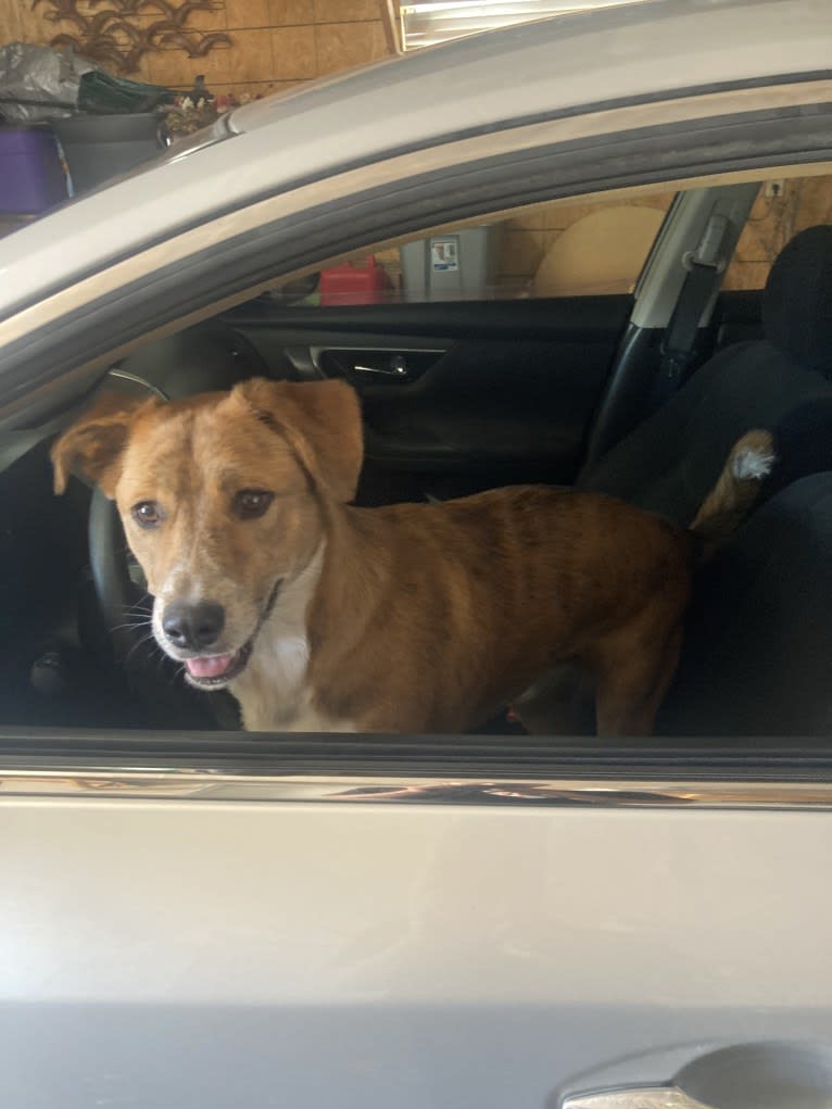 Willow, an Australian Cattle Dog and Boxer mix tested with EmbarkVet.com