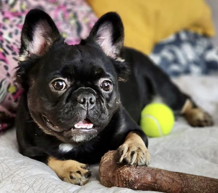 Shiva of BatPig Manor, a French Bulldog tested with EmbarkVet.com