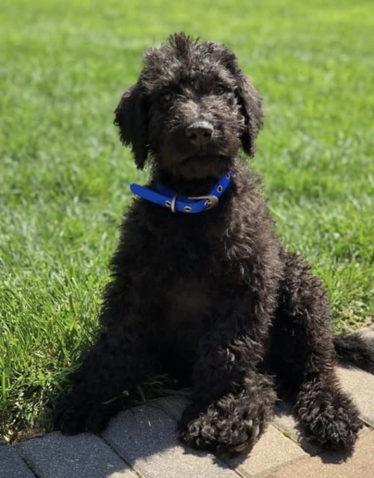 Bowie, an Airedale Terrier and Poodle (Standard) mix tested with EmbarkVet.com