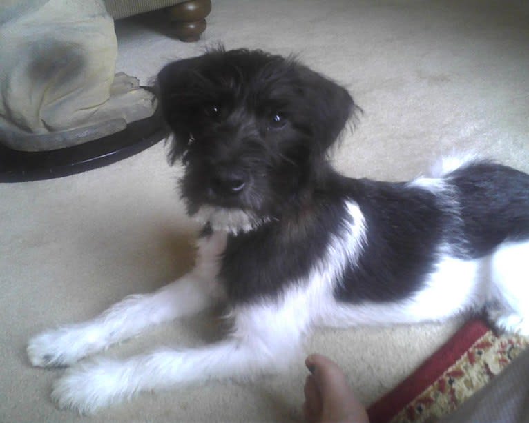 Schnauzer and rat terrier mix deals