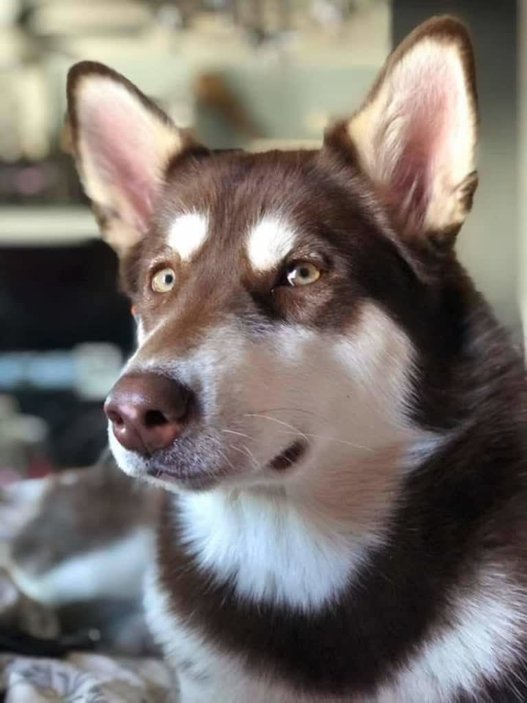 Suki, an Alaskan Malamute tested with EmbarkVet.com