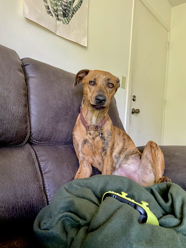 Lyza, a Catahoula Leopard Dog and American Pit Bull Terrier mix tested with EmbarkVet.com