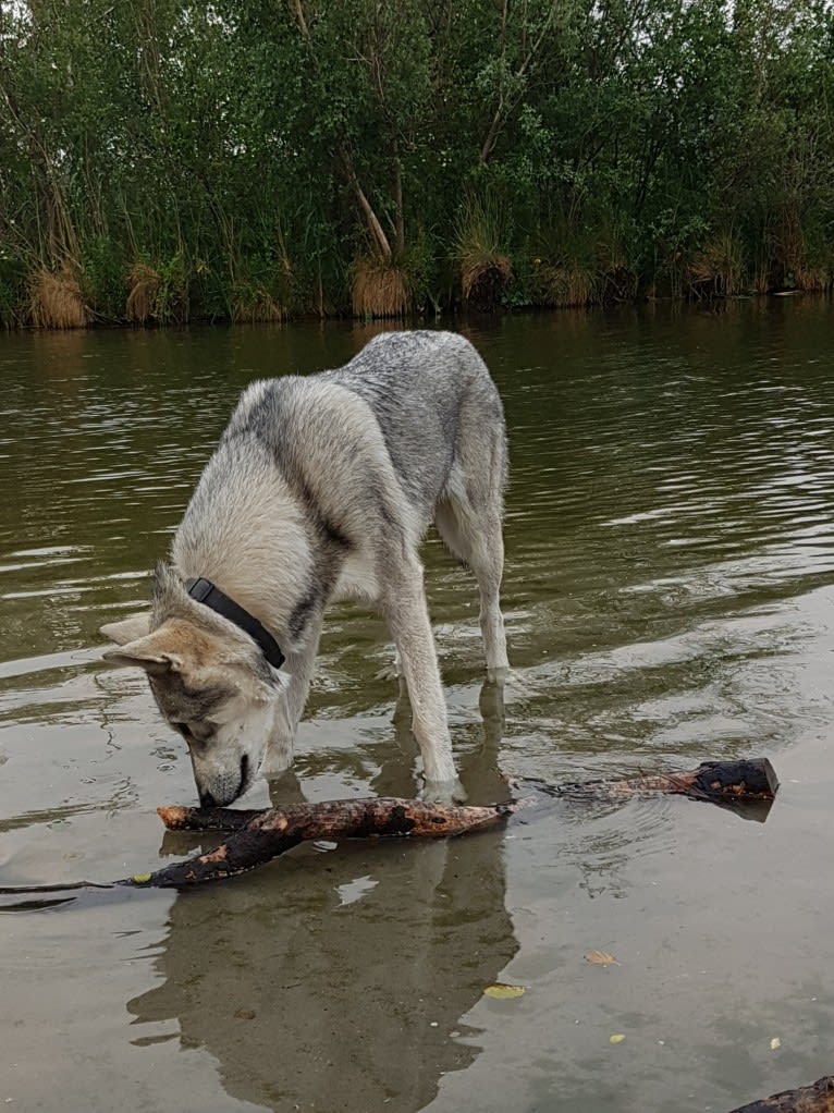 Ishtar (Estrella v.d. Scheldeschorre), a Saarloos Wolfdog tested with EmbarkVet.com