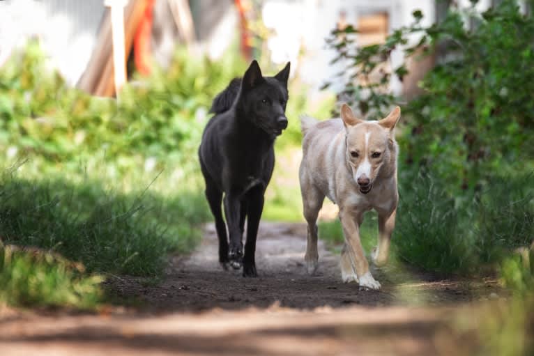 Moshae, a Canaan Dog tested with EmbarkVet.com