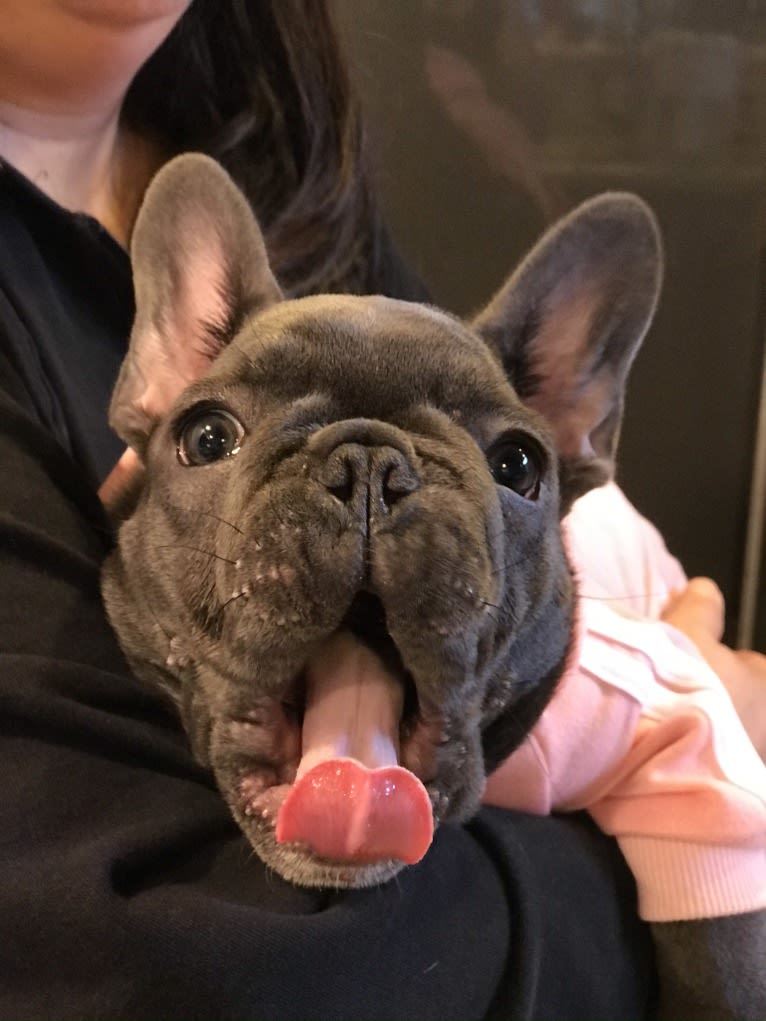 Gianna, a French Bulldog tested with EmbarkVet.com