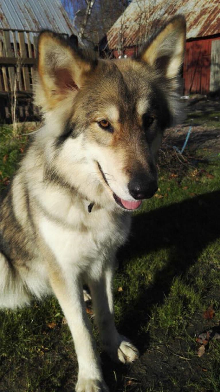 Akira, a German Shepherd Dog and Alaskan Malamute mix tested with EmbarkVet.com