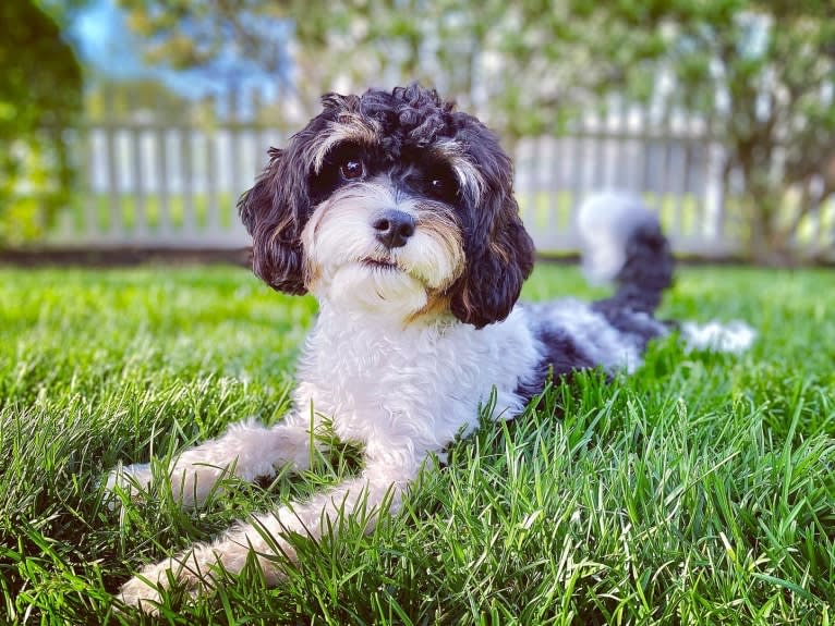 Junie, a Cavalier King Charles Spaniel and Poodle (Small) mix tested with EmbarkVet.com