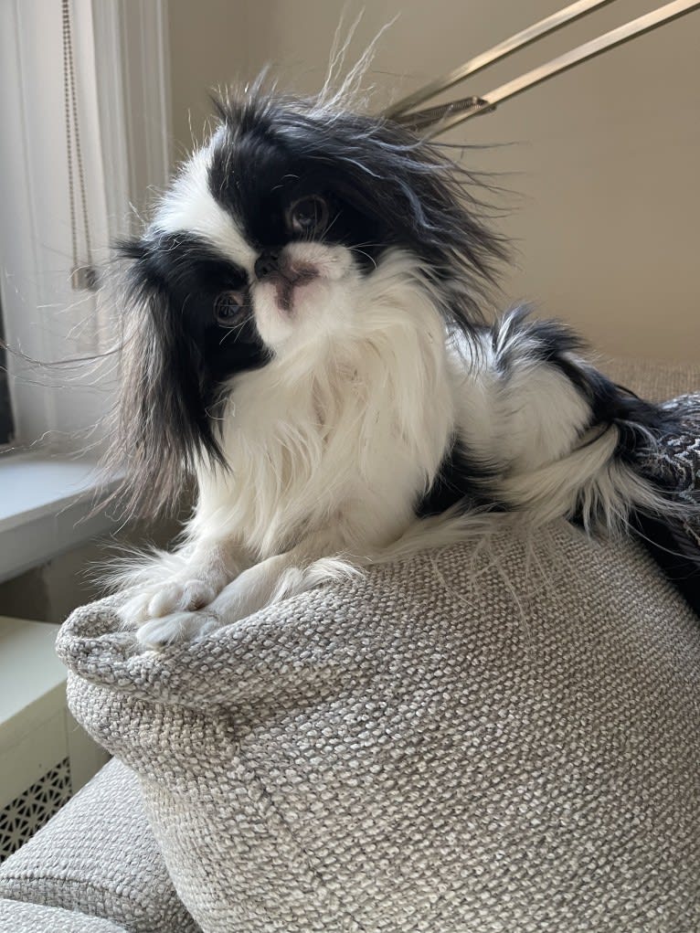 Daisy, a Japanese Chin tested with EmbarkVet.com