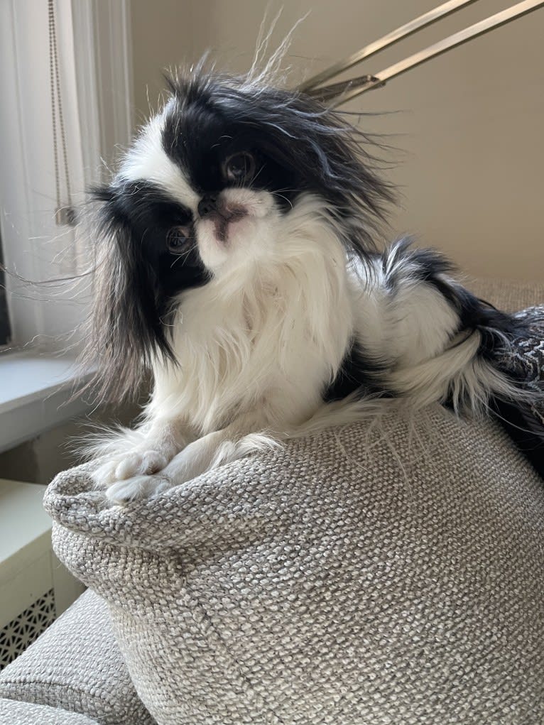 Daisy, a Japanese Chin tested with EmbarkVet.com