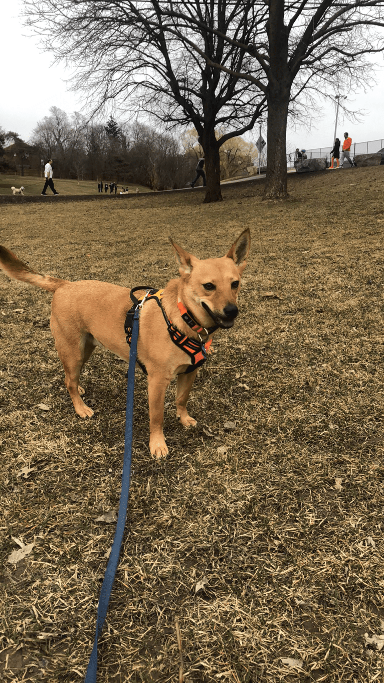 Goober, a Chihuahua and Chow Chow mix tested with EmbarkVet.com