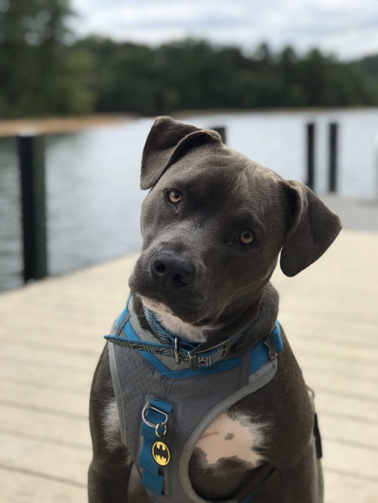 Boo, an American Pit Bull Terrier and American Staffordshire Terrier mix tested with EmbarkVet.com