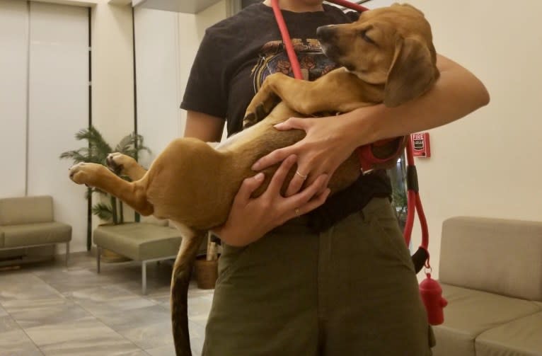 Rue, a Cocker Spaniel and American Pit Bull Terrier mix tested with EmbarkVet.com