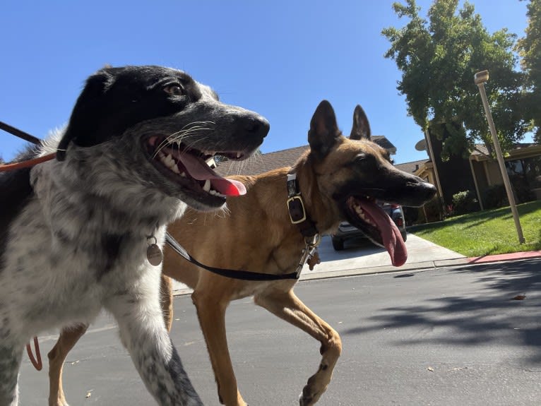 Zoey, a Belgian Shepherd tested with EmbarkVet.com